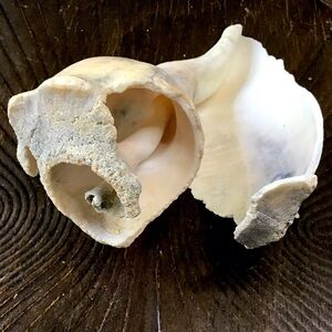 Large Whelk Seashell 8” Natural Fossilized Left Hand Shell Coastal Beach Decor
